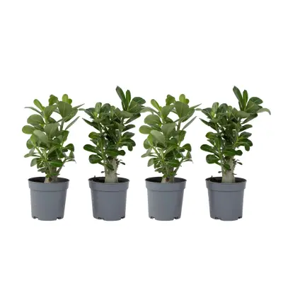 Tolsti adenij - 4 kos - Adenium obesum - Višina 25-40cm - ⌀10,5cm