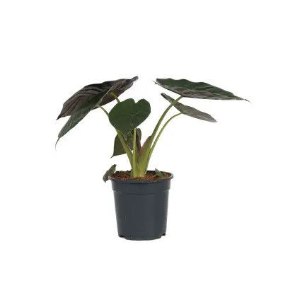 Alokazija - Alocasia 'Wentii' - Višina 70-80 cm - ⌀19cm