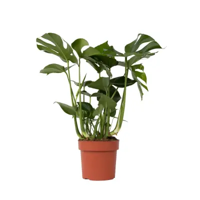 Navadna monstera - Monstera deliciosa - Višina 70-80cm - ⌀21cm