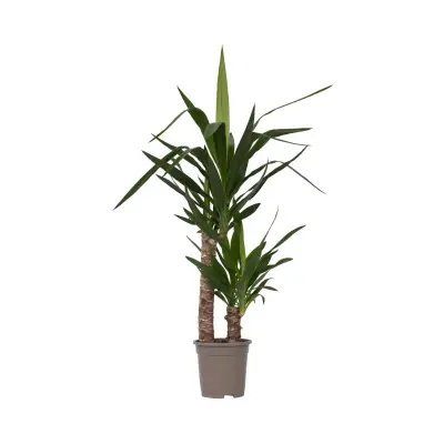 Prstasta juka - Yucca elephantipes - Višina 70-80cm - ⌀17cm