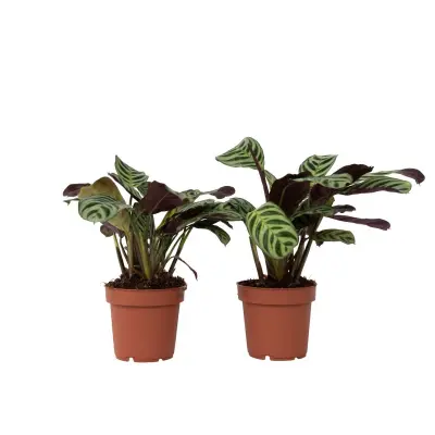 Marant - 2 kos - Ctenanthe 'Amagris' - Višina 20-30cm - ⌀12cm