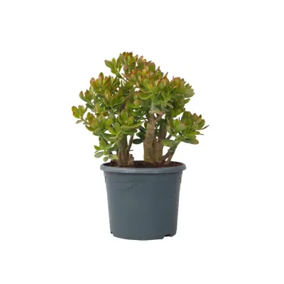 Okroglolistna tolstolistnica - Crassula ovata 'Sunset' - Višina 55-60cm - ⌀30cm