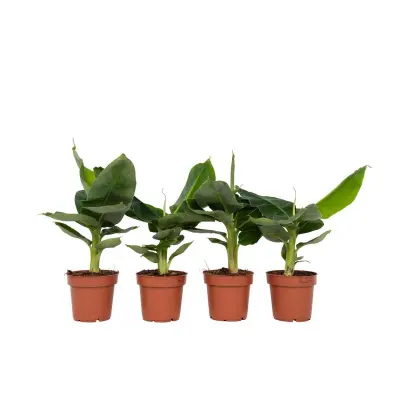 Bananovec - 4 kos - Musa 'Oriental Dwarf' - Višina 25-40cm - ⌀12cm