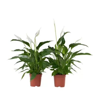Spatifil - 2 kos - Spathiphyllum 'Lima' - Višina 60-75cm - ⌀17cm