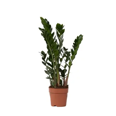 Zamija - Zamioculcas Zamiifolia - Višina 55-65cm - ⌀17cm