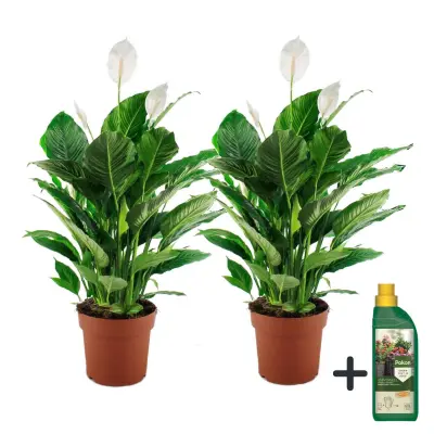 Spatifil - 2 kos - Spathiphyllum 'Lima' - Višina 60-75cm - ⌀17cm