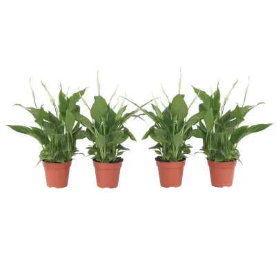 Spatifil - 4 kos - Spathiphyllum 'Torelli' - Višina 30-45cm - ⌀12cm