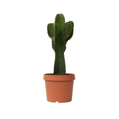 Mleček - Euphorbia ingens - Višina 85-95cm - ⌀24cm