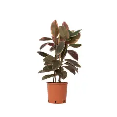 Gumovec - Ficus Elastica 'Belize' - Višina 75-100cm - ⌀24cm