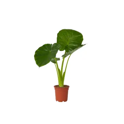 Alokazija - Alocasia 'Odora' - Višina 55-75cm - ⌀17cm