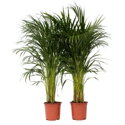 Palma areka - 2 kos - Dypsis lutescens - Višina 100-120cm - ⌀21cm