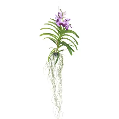 Orhideja vanda - Vanda 'Lila' - Višina 55-65cm