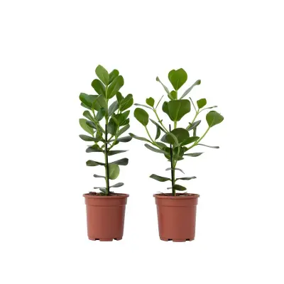 Balzam jabolko - 2 kos - Clusia rosea 'Princess' - Višina 50-60cm - ⌀17cm