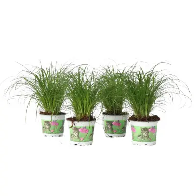 Ostrica - 4 kos - Cyperus zumula - Višina 30-40cm - ⌀12cm