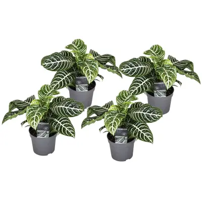 Zebrasta afelandra - 4 kos - Aphelandra 'Botanica' - Višina 25-45cm - ⌀13cm