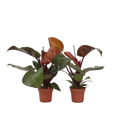 Filodendron - 2 kos - Philodendron 'Sun Light' - Višina 20-30cm - ⌀12cm