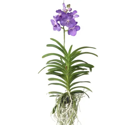 Orhideja vanda - Vanda 'Magic Royal Blue' - Višina 55-65cm