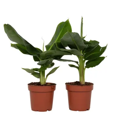 Bananovec - 2 kos - Musa 'Oriental Dwarf' - Višina 25-40cm - ⌀12cm