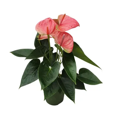 Flamingovec - Anturij - Anthurium 'Sweet Dream' - Višina 35-45cm - ø12cm
