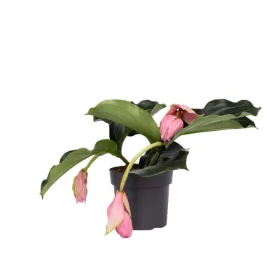 Veličastna medinila - Medinilla magnifica - Višina 40-50cm - ⌀17cm