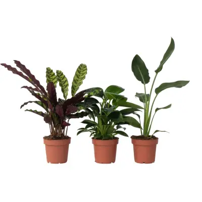 Zelena mešanica - 3 kos - Višina 25-40cm - ⌀12cm