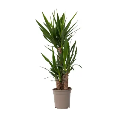 Prstasta juka - Yucca elephantipes - Višina 70-80cm - ⌀21cm