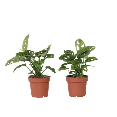 Opičji list - 2 kos - Monstera adansonii 'Monkey Mask' - Višina 25-30cm - ⌀12cm