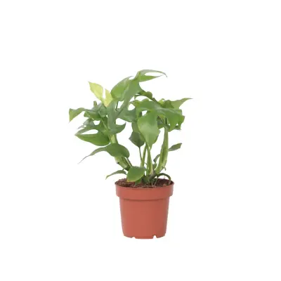 Monstera Minima - Rhaphidophora tetrasperma - Višina 20-30cm - ⌀12cm