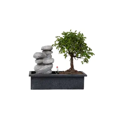 Bonsai Slap Stones - Bonsai - Višina 25-35cm - ⌀29cm
