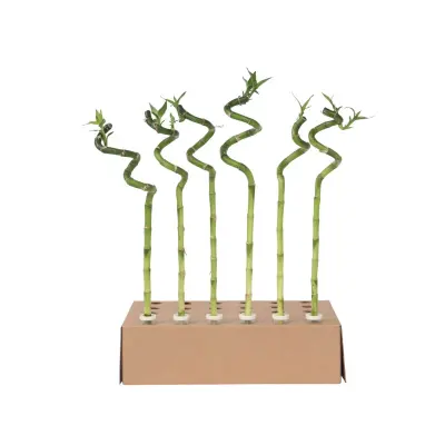 Vodni bambus - 6 kos - Dracaena sanderiana - Višina 40-50cm - ⌀2cm