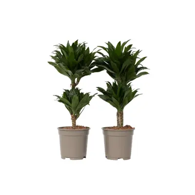 Dracena - 2 kos - Dracaena surculosa - Višina 50-65cm - ⌀17cm