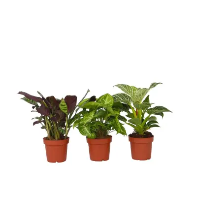 Domača mešanica - 3 kos - Višina 25-40cm - ⌀12cm