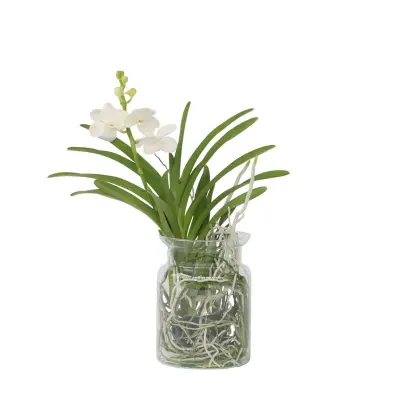 Orhideja vanda - Vanda 'White' - Višina 40-50cm - ⌀14cm