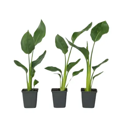 Kraljevska strelicija - 3 kos - Strelitzia reginea - Višina 25-40cm - ⌀9cm