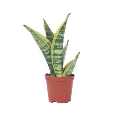 Taščin jezik - Sanseviera trifasciata 'Futura Superba' - Višina 35-40cm - ⌀12cm