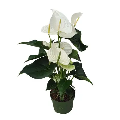 Flamingovec - Anturij - Anthurium 'Alaska White' - Višina 55-70cm - ø17cm