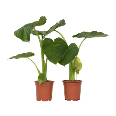 Alokazija - 2 kos - Alocasia 'Macrorrhizos' - Višina 60-70cm - ⌀17cm