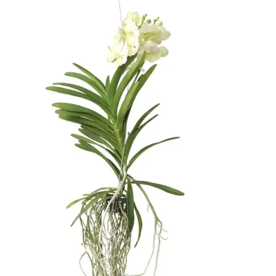 Orhideja vanda - Vanda 'Tayanee White' - Višina 45-55cm