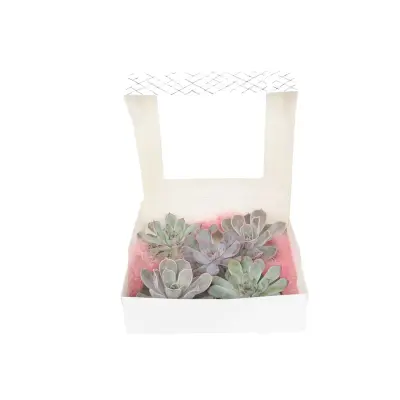 Eševerija 'DIY Mix' - 5 kos - Echeveria lilacina - Višina 7cm