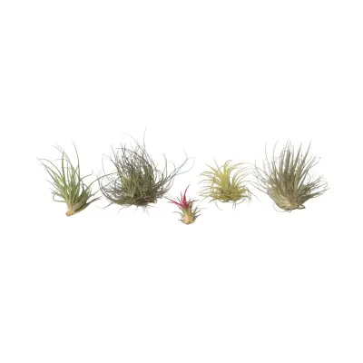 Tilancija - 5 kos - Tillandsia - Višina 5-15cm - ⌀5cm