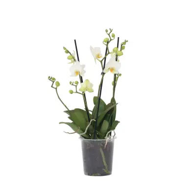 Falenopsis - Phalaenopsis Multiflora - Višina 35-45cm - ⌀12cm