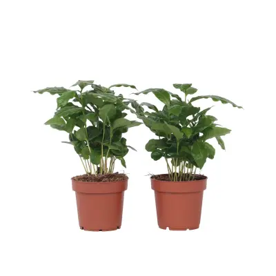 Arabski kavovec - 4 kos - Coffea arabica - Višina 25-40cm - ⌀12cm