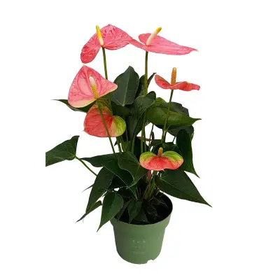 Flamingovec - Anturij - Anthurium 'Colorado Pink' - Višina 40-55cm - ø14cm