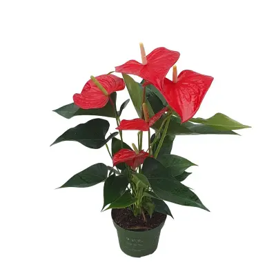 Flamingovec - Anturij - Anthurium 'Royal Champion' - Višina 35-45cm - ø12cm