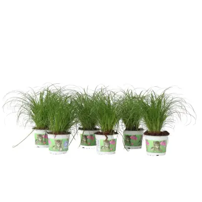 Ostrica - 6 kos - Cyperus zumula - Višina 30-40cm - ⌀12cm