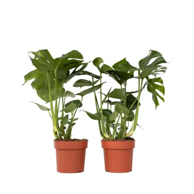 Navadna monstera - 2 kos - Monstera deliciosa - Višina 70-80cm - ⌀21cm