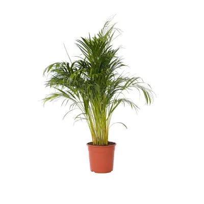 Palma areka - Dypsis lutescens - Višina 140-150cm - ⌀27cm