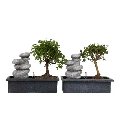 Bonsai Slap Stones - 2 kos - Bonsai - Višina 25-35cm - ⌀29cm