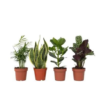 Enostavna mešanica za nego - 4 kos - Višina 25-40cm - ⌀12cm
