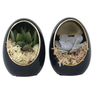 Eševerija 'Egg Black Gold' - 2 kos - Echeveria lilacina - Višina 12cm